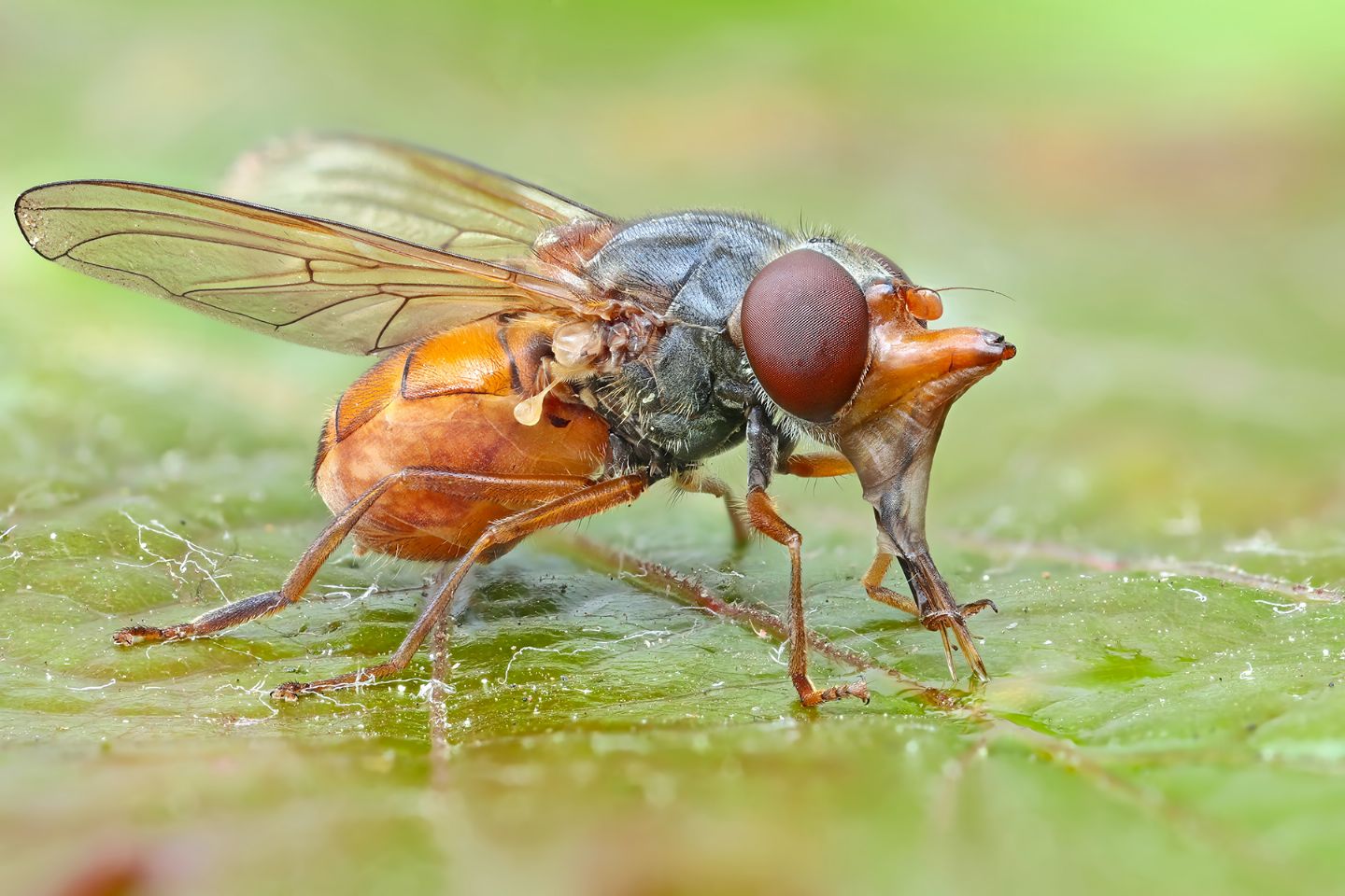 Syrphidae: Rhingia rostrata, femmina